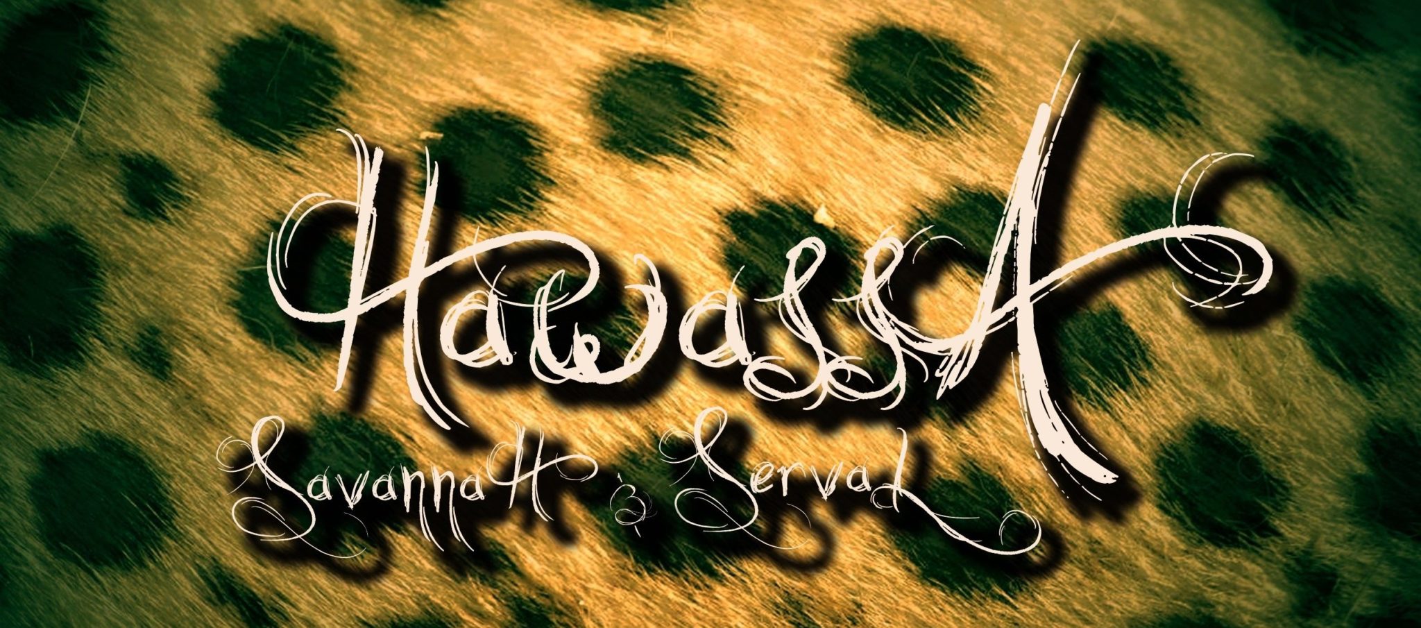 Hawassa serval and savannah cat